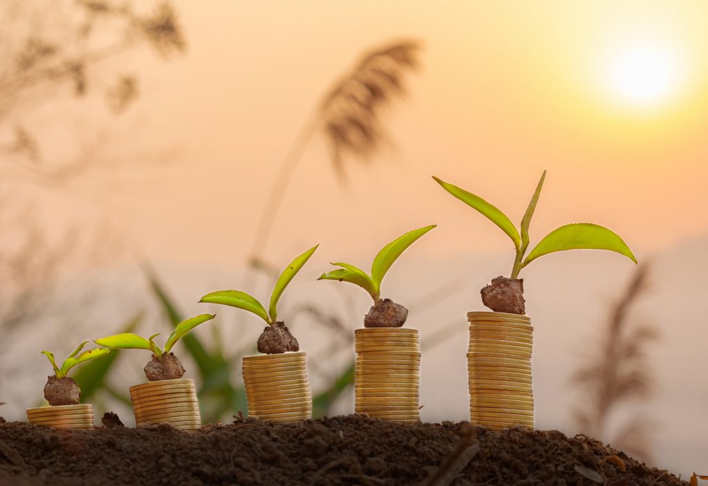 Plant on coins with sunrise background, growing money concept, finance and investment concept