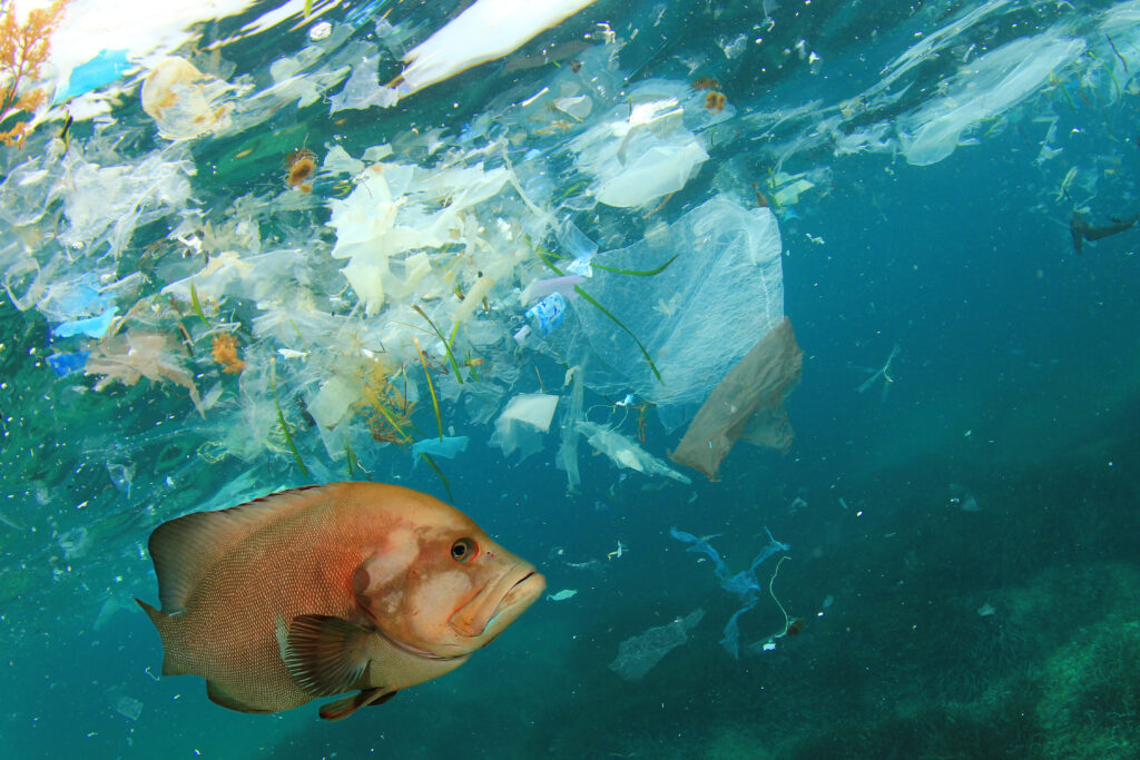 Fish and plastic pollution in sea. Microplastics contaminate seafood.